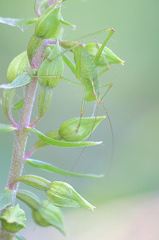 Leptophyes punctatissima