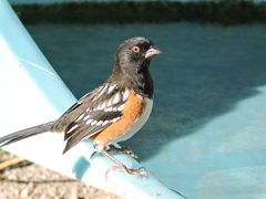 Pipilo maculatus magnirostris