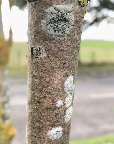 Lecidella elaeochroma f. elaeochroma image