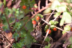 Galium hypocarpium