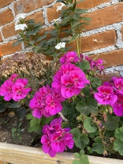 Pelargonium × hybridum