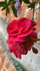 Pelargonium × hybridum