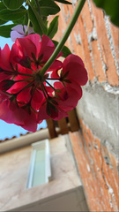 Pelargonium × hybridum