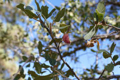 Cynips quercusnubila