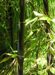 Phyllostachys nigra nigra