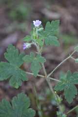 Geranium seemannii