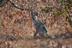 Lupulella adusta adusta