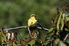 Conopias cinchoneti