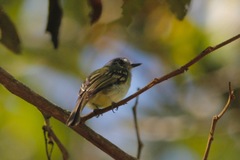 Pogonotriccus ophthalmicus