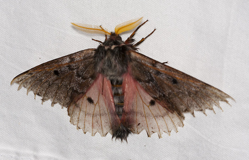 Pandora Pinemoth