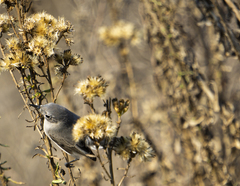 Polioptila californica