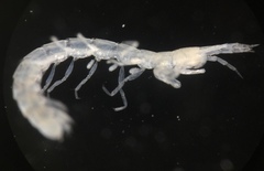 Ingolfiellidae