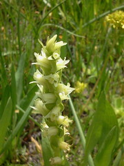 Spiranthes × stellata