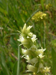 Spiranthes × stellata