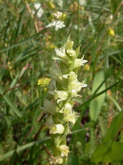 Spiranthes × stellata