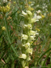 Spiranthes × stellata
