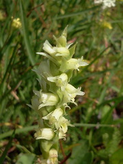 Spiranthes × stellata