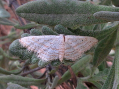 Idaea elongaria