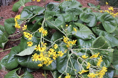 Farfugium japonicum