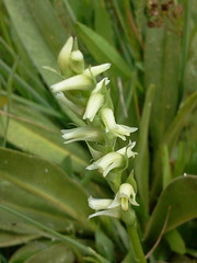 Spiranthes × stellata