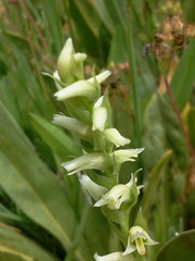 Spiranthes × stellata