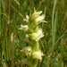 Starry Ladies'-Tresses - Photo (c) wirich, some rights reserved (CC BY-NC), uploaded by wirich