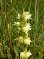 Spiranthes × stellata