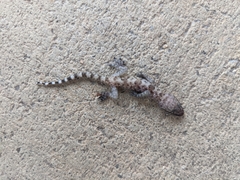 Hemidactylus turcicus