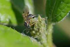 Tryphoninae