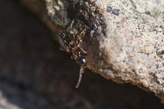 Leptaleus rodriguesi