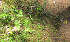 Ranunculus urvilleanus