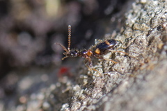 Leptaleus rodriguesi