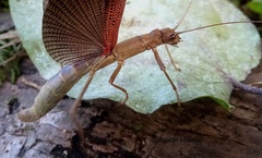Orthomeria limogesi