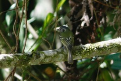 Pogonotriccus ophthalmicus