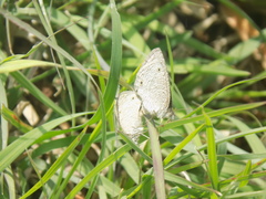 Ypthima asterope