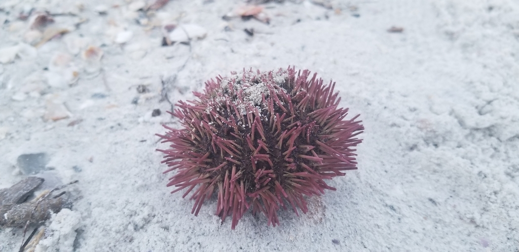 Variegated Urchin