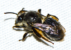 Cadeguala albopilosa
