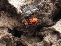 Tegea atropicta