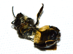 Cadeguala albopilosa