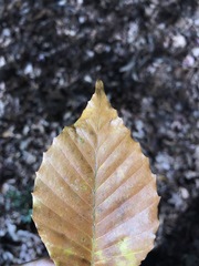 Fagus grandifolia