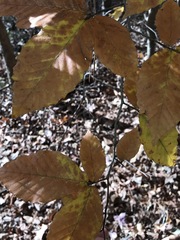 Fagus grandifolia