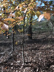 Fagus grandifolia