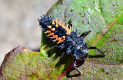 Harmonia axyridis