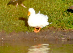 Anas platyrhynchos domesticus