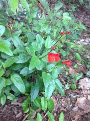 Salvia blepharophylla