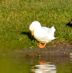 Anas platyrhynchos domesticus