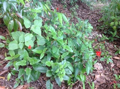 Salvia blepharophylla