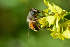 Eristalis tenax