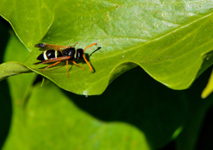 Hypodynerus labiatus