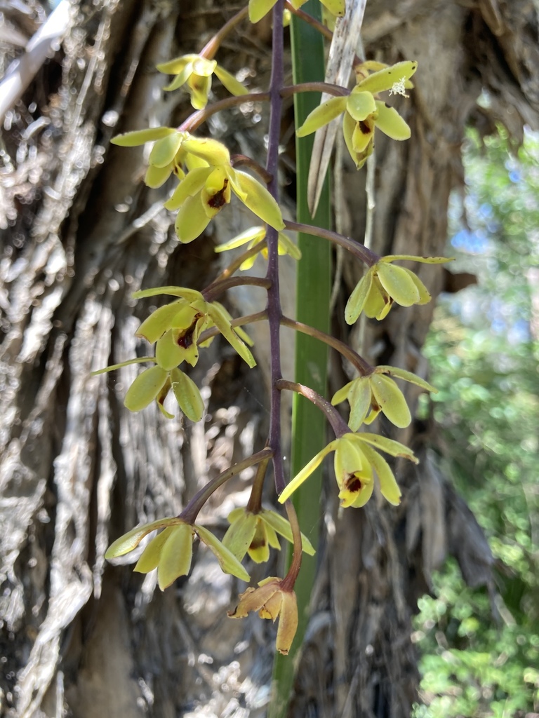 Cymbidium